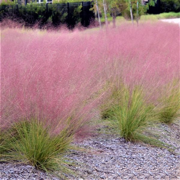 Close-up of purple, pink muhlenbergia flowers on Pink Muhly Grass.