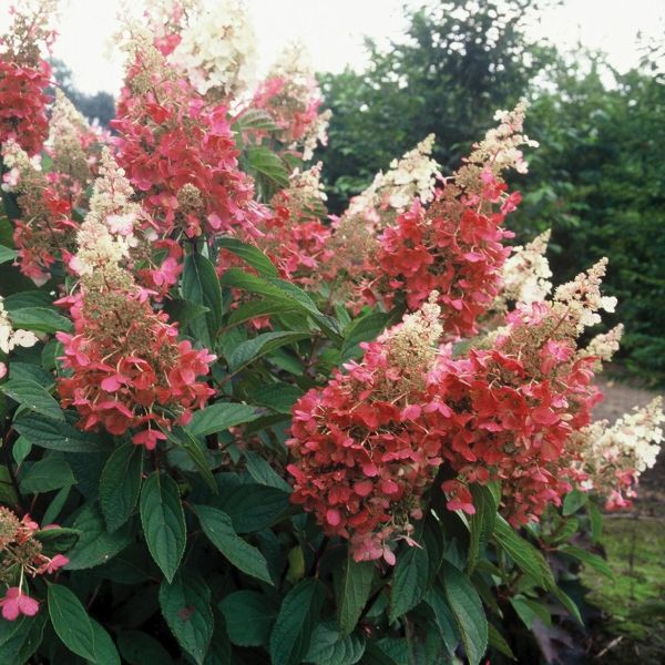 Proven Winners® ColorChoice® Pinky Winky® Panicle Hydrangea