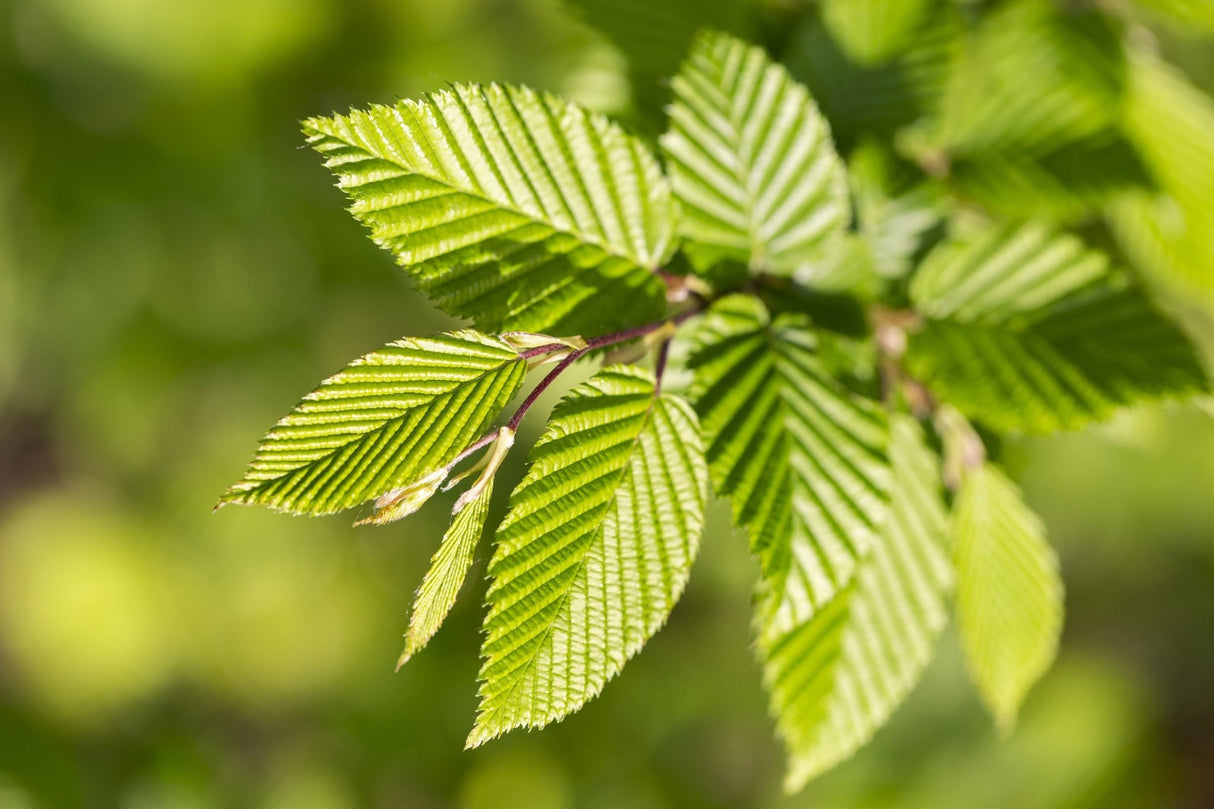 Fresh spring foliage of Pinocchio European Hornbeam displays bright chartreuse green leaves with prominent parallel veining and serrated edges.