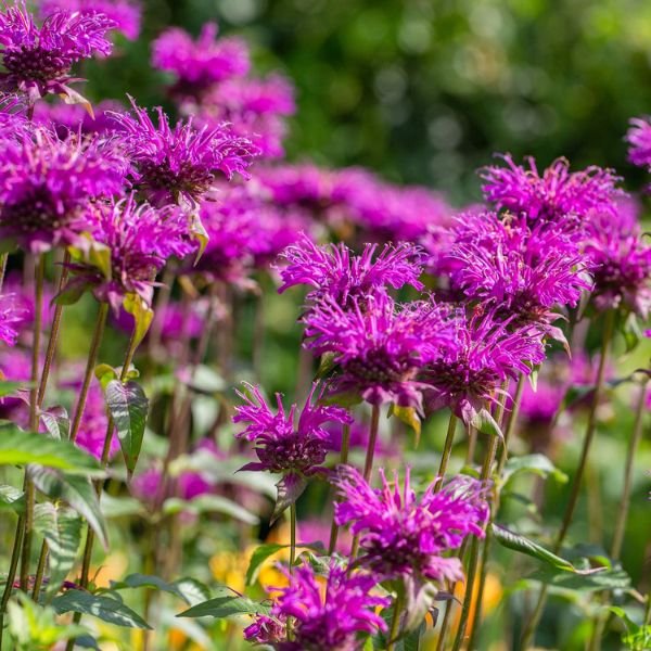 Pocahontas Purple Rose Bee Balm (Monarda didyma 'Pocahontas Purple Rose'), a perennial featuring purple flowers and perennial.