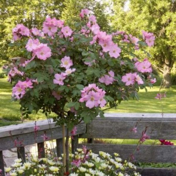 Polar Joy™ Rose Tree