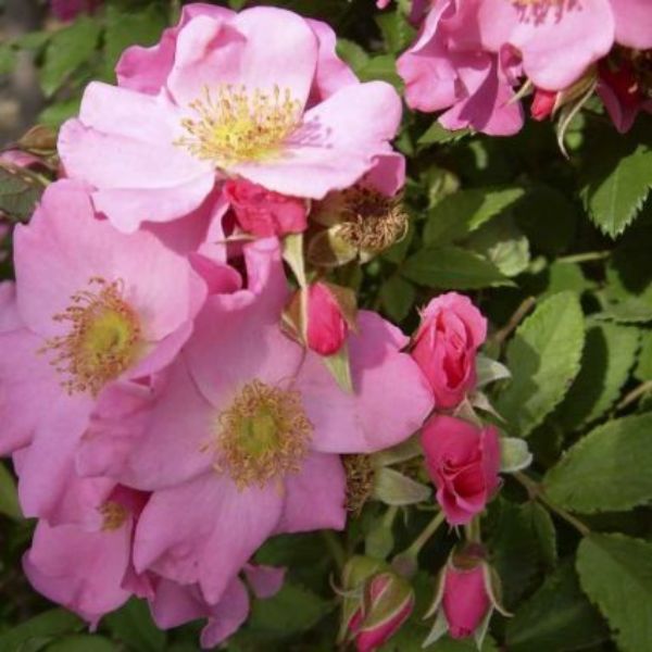 Polar Joy™ Rose Tree