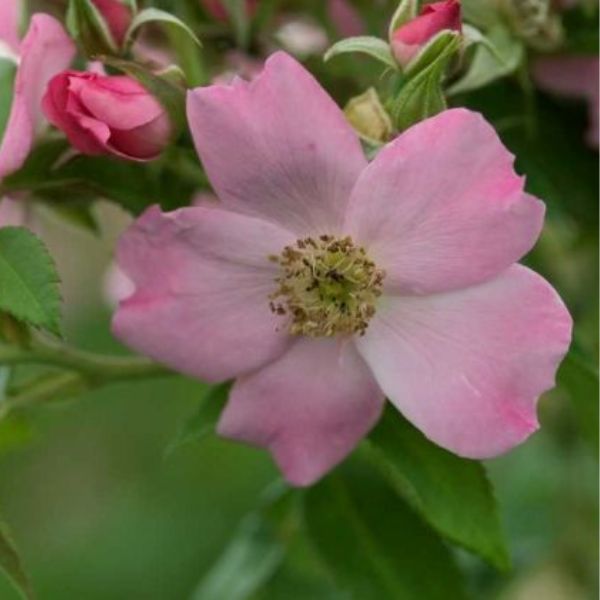 Polar Joy™ Rose Tree