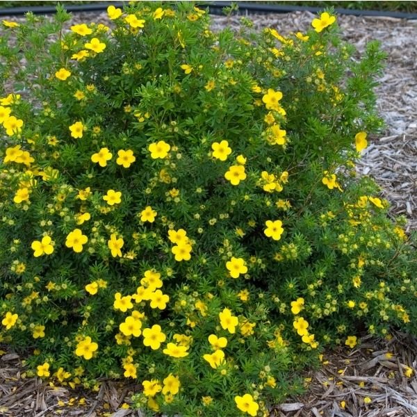 Goldfinger Potentilla (Potentilla fruticosa 'Goldfinger'), a shrub featuring yellow flowers and deciduous.