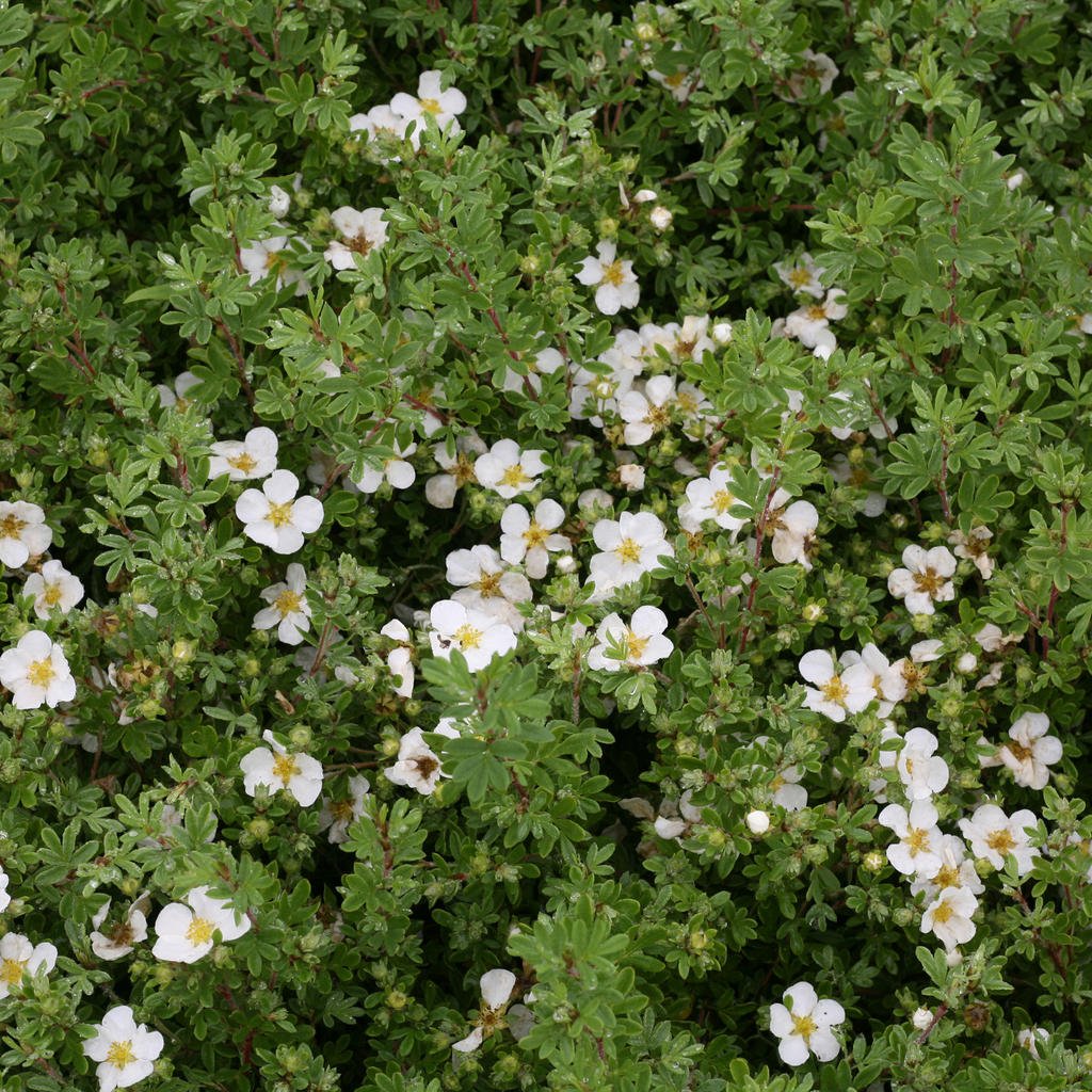 Happy Face® White Potentilla