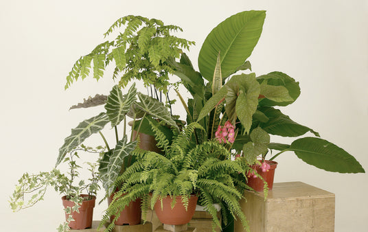 A collection of potted houseplants including Boston fern, elephant ear, begonia, and ivy arranged on wooden crates.