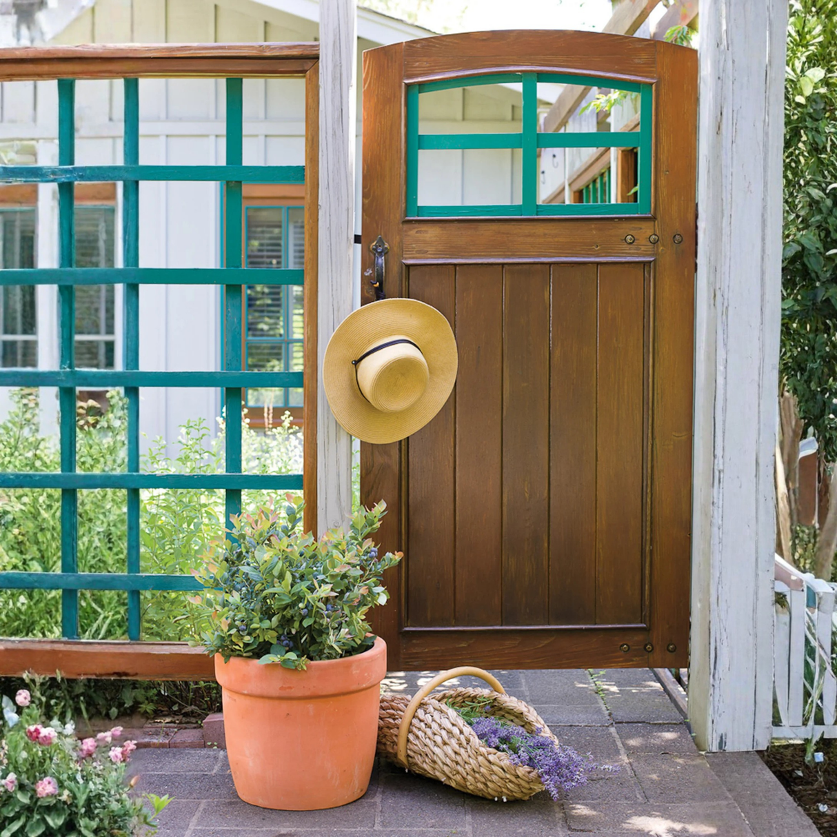 Pink Icing® Blueberry Bush