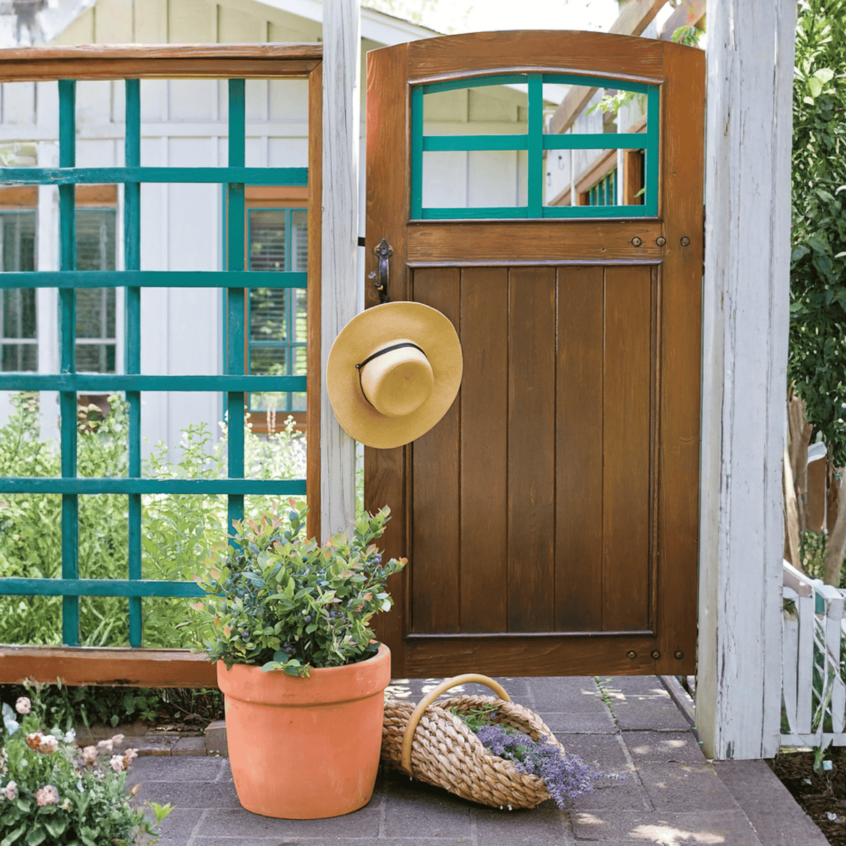 Pink Icing® Blueberry Bush