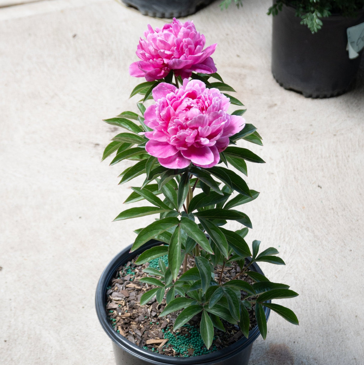 A potted plant featuring two large, vibrant pink, ruffled blooms on thick stems with dark green foliage.