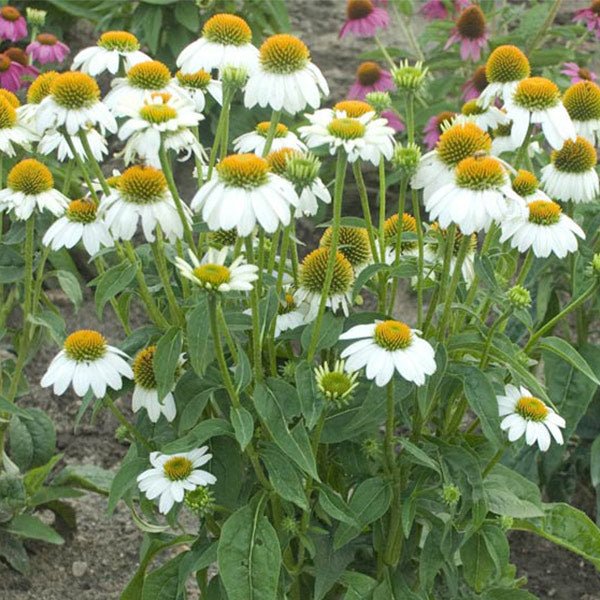 PowWow® White Coneflower