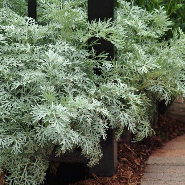 Detail view of Powis Castle Wormwood (Artemisia x 'Powis Castle') showing plant structure and foliage.
