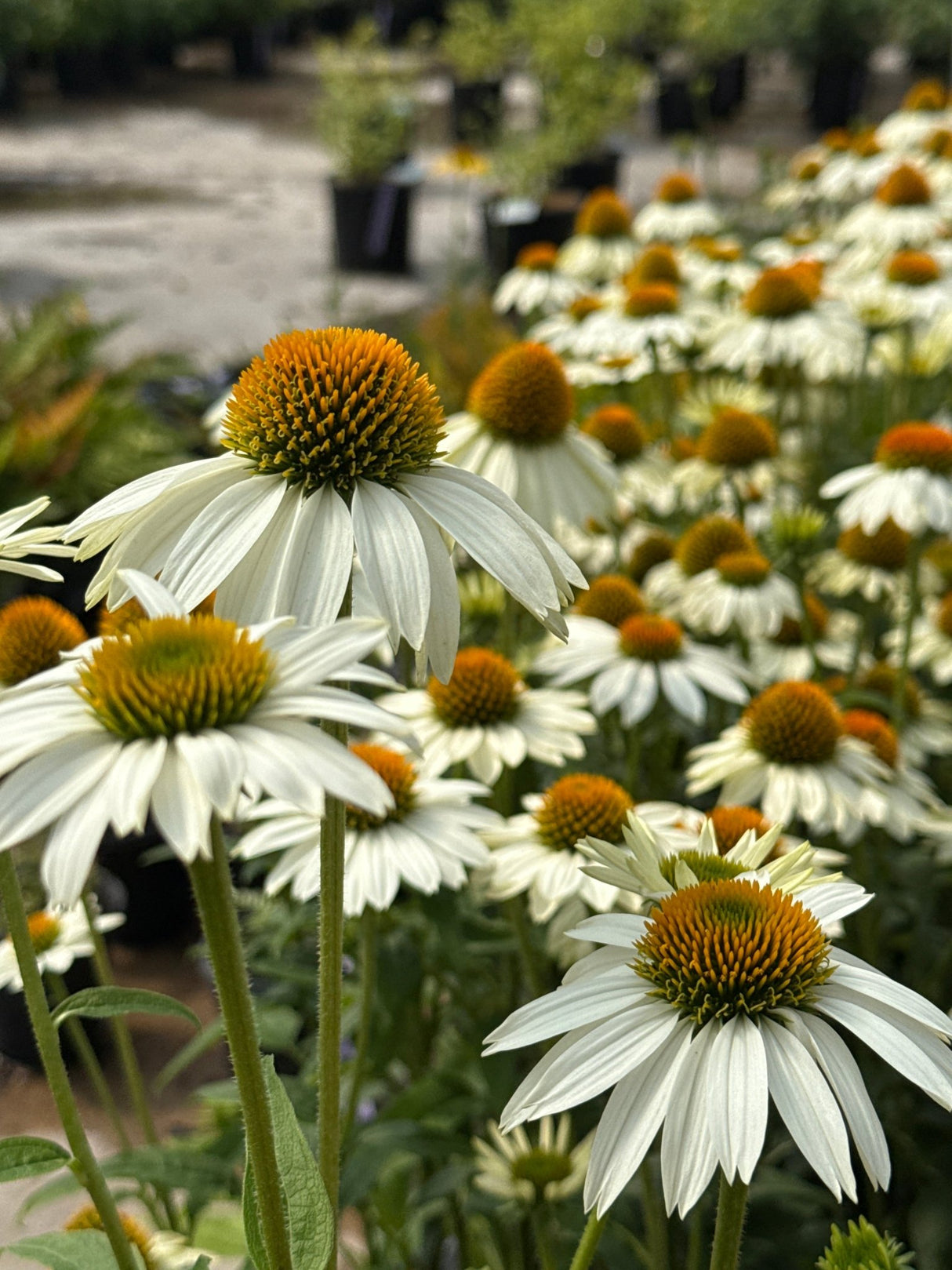 PowWow White Coneflower blooms with crisp white petals and bright orange-gold centers growing in rows at a nursery.