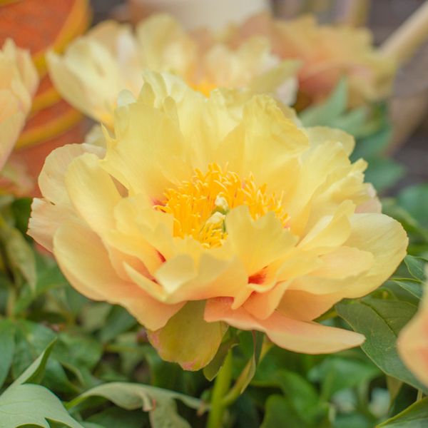 Prairie Charm Peony - Perennial - Nature Hills Nursery -