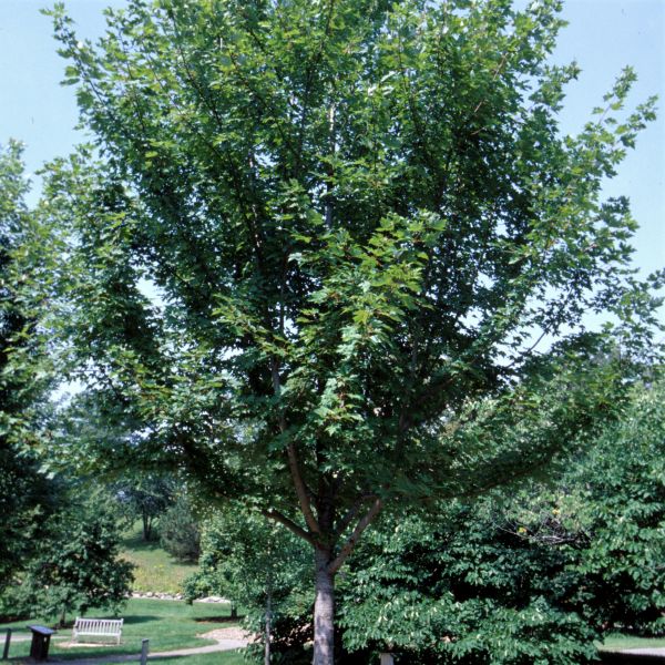 Prairie Dream® Paper Birch