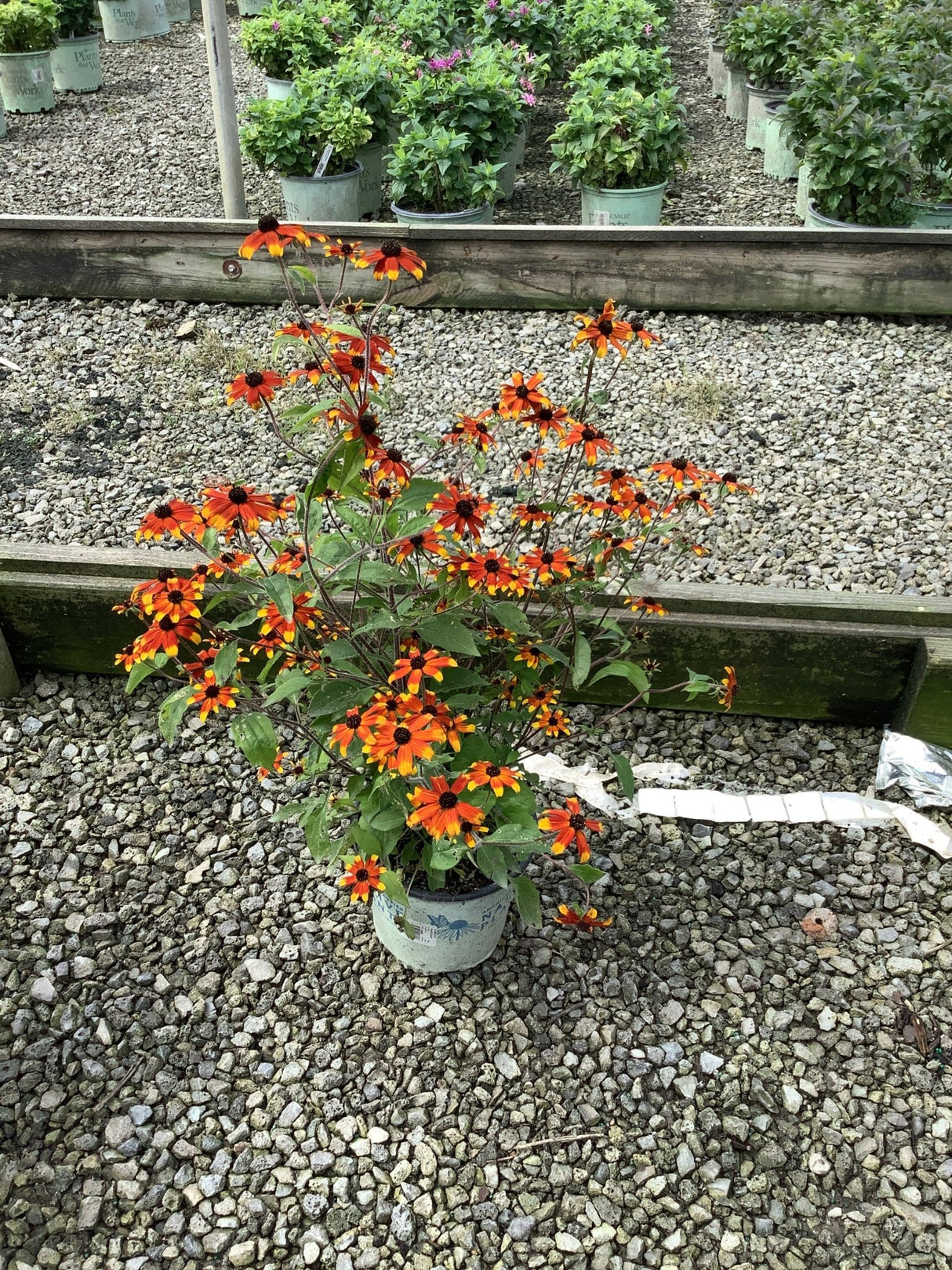 Prairie Glow Black - Eyed Susan