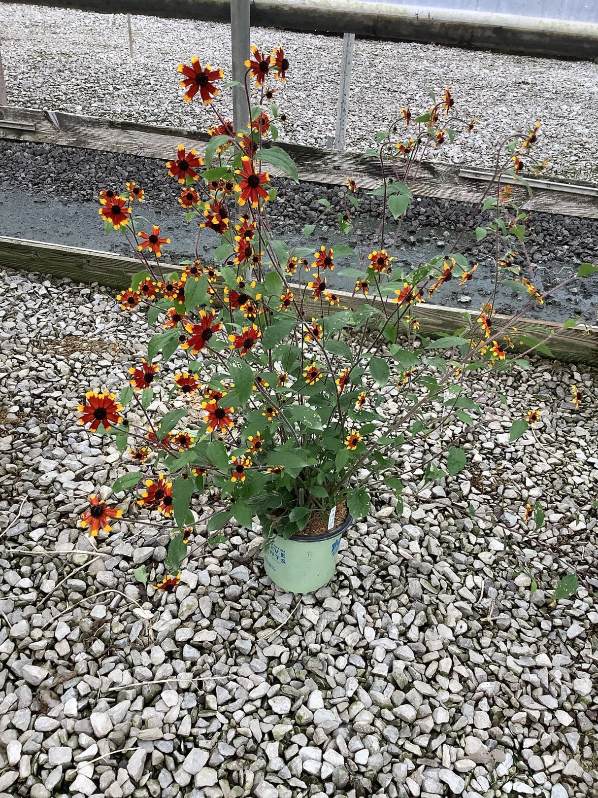 Prairie Glow Black - Eyed Susan