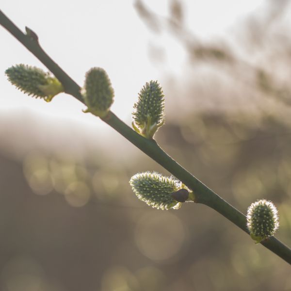 Prairie Willow Buds