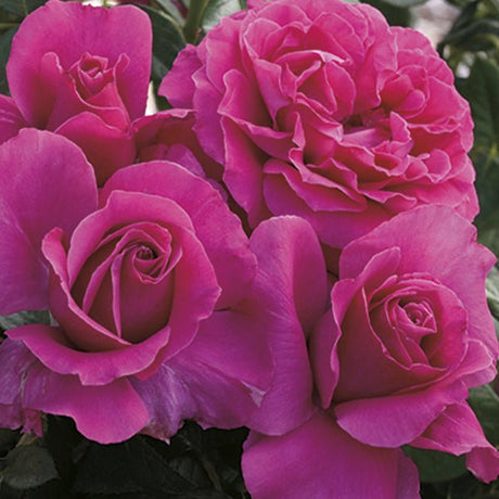 Pretty Lady™ Hybrid Tea Rose Tree - Nature Hills Nursery - #5 Container 3 - 4 Feet -