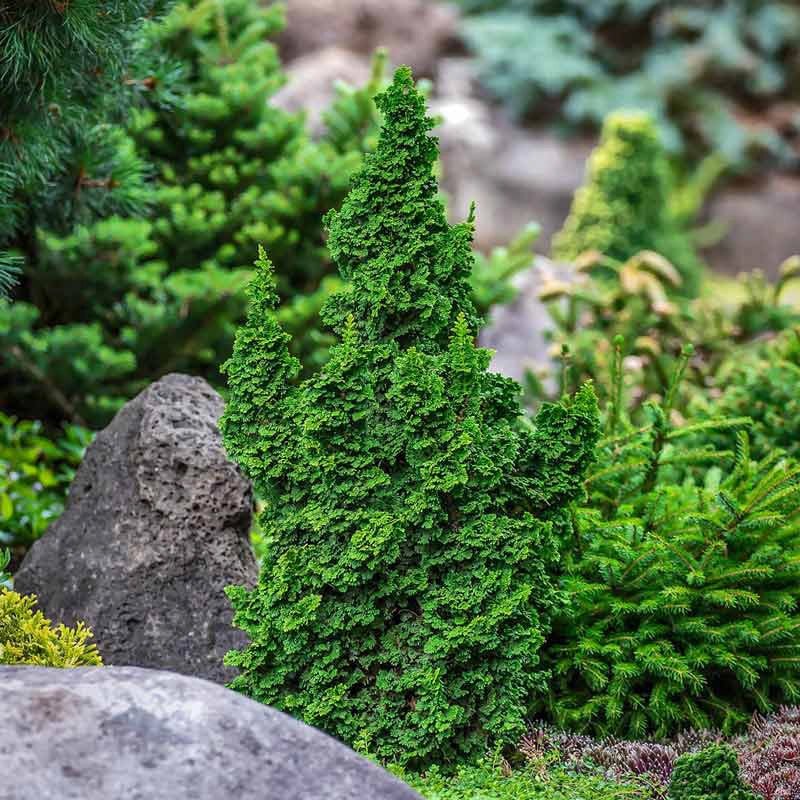 Primo® Dwarf Arborvitae (Thuja occidentalis 'IslPrim'), a tree featuring evergreen and dense, pyramidal form.