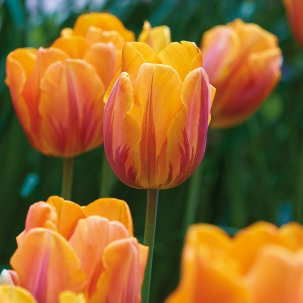 Princess Irene Tulip - Bulbs - Nature Hills Nursery -