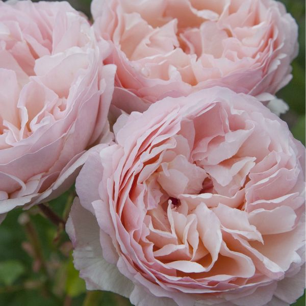 Princesse Charlene de Monaco® Hybrid Tea Rose
