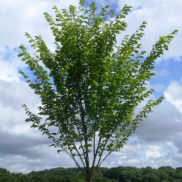 Detail view of Princeton American Elm Tree (Ulmus americana 'Princeton') showing plant structure and foliage.