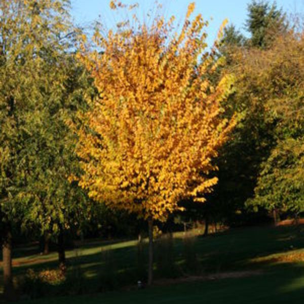 Deciduous foliage of Princeton American Elm Tree (Ulmus americana 'Princeton') in a garden setting.