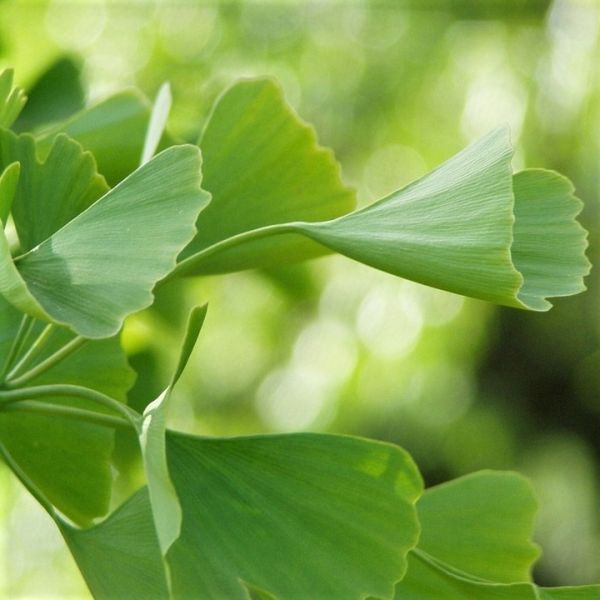 Deciduous foliage of Princeton Sentry Ginkgo (Ginkgo biloba 'Princeton Sentry') in a garden setting.