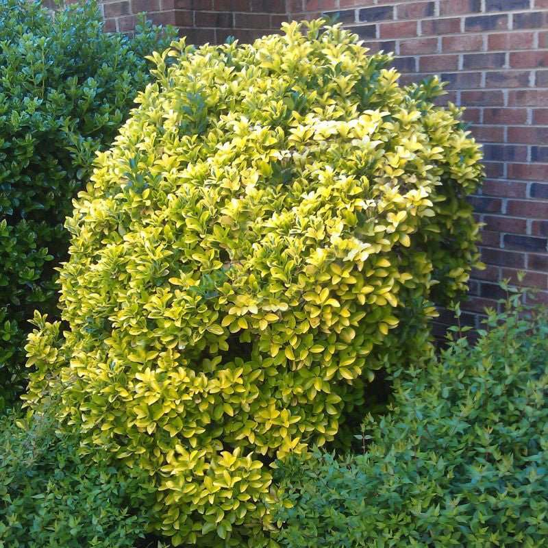 Golden Vicary Privet (Ligustrum x vicaryi), a shrub featuring white flowers and broad-leaved evergreen.