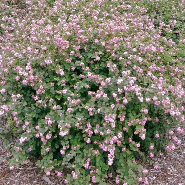 Proven Winners® Color Choice® Proud Berry® Coral Berry