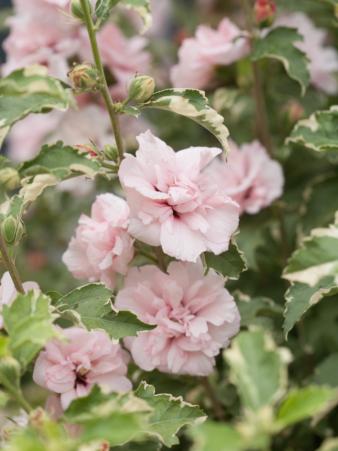 Proven Winner® ColorChoice® Sugar Tip® Rose of Sharon Tree - Tree - Nature Hills Nursery - 1 Container -