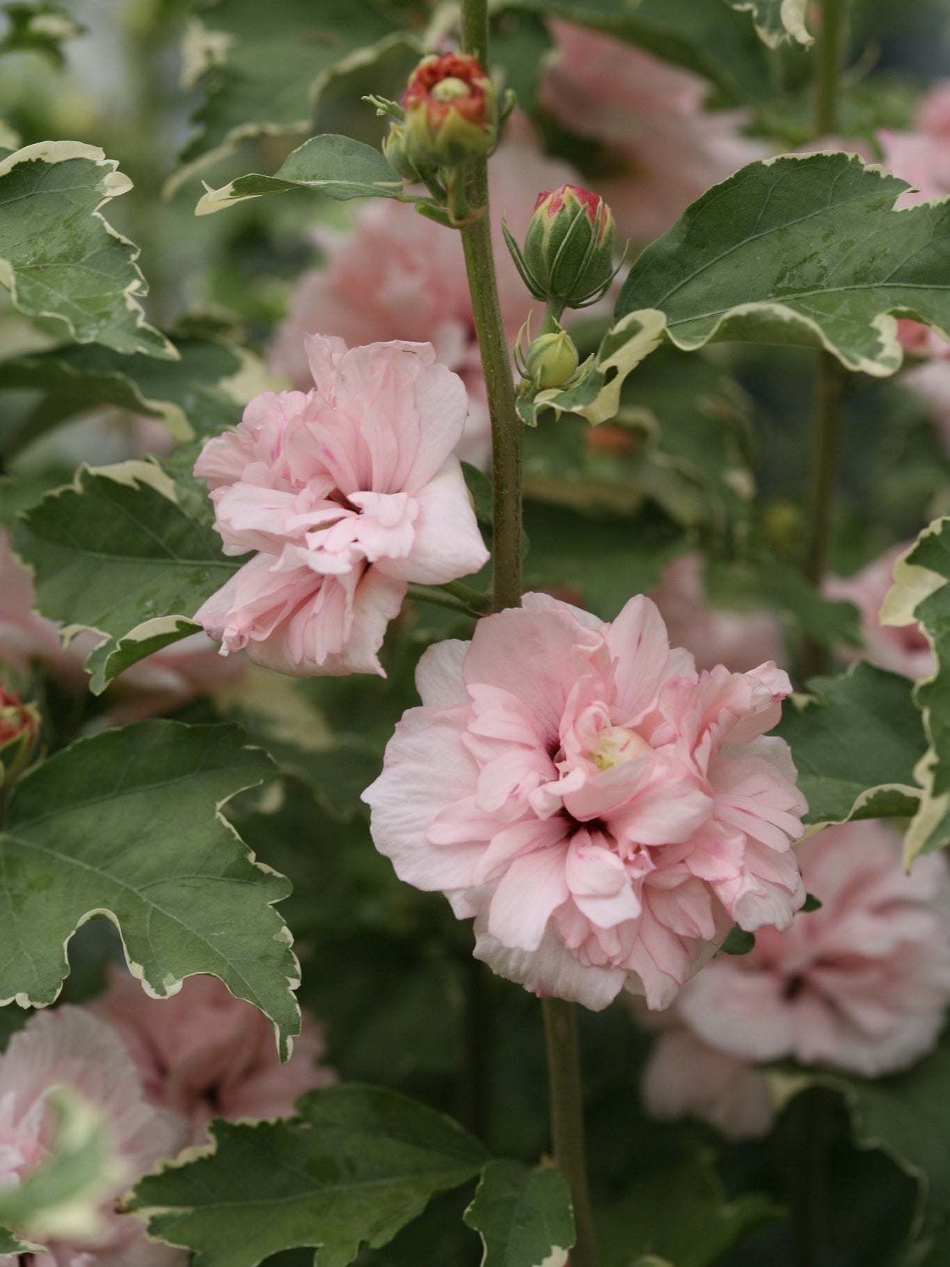 Proven Winner® ColorChoice® Sugar Tip® Rose of Sharon Tree - Tree - Nature Hills Nursery - 1 Container -
