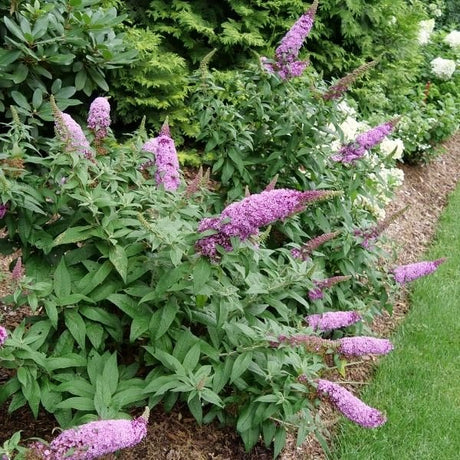 Proven Winner® ColorChoice® Pugster Pinker® Butterfly Bush - Nature Hills Nursery - #3 Container -