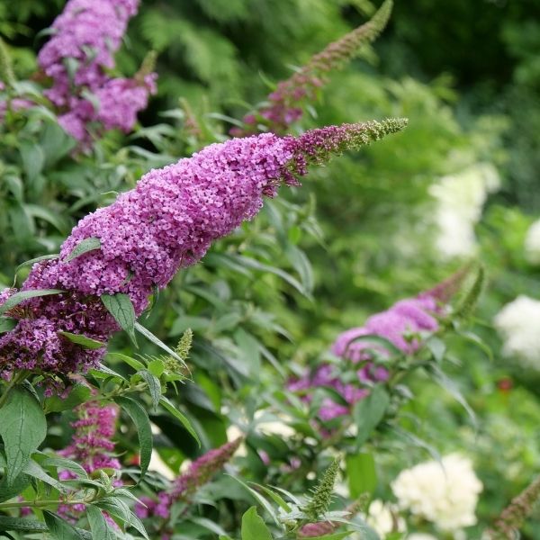 Proven Winner® ColorChoice® Pugster Pinker® Butterfly Bush - Nature Hills Nursery - #3 Container -