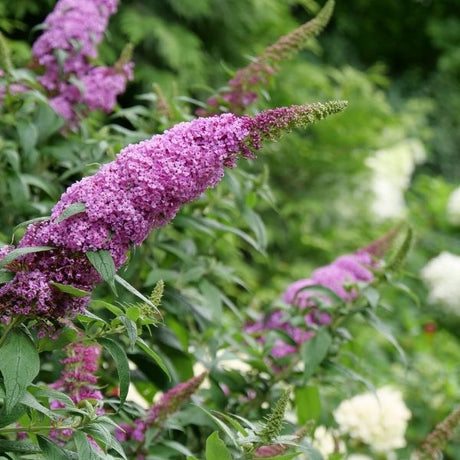Proven Winner® ColorChoice® Pugster Pinker® Butterfly Bush - Nature Hills Nursery - #3 Container -