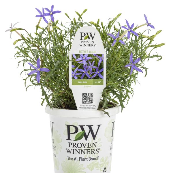 Beth's Blue Star Flower