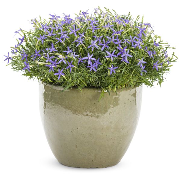 Beth's Blue Star Flower