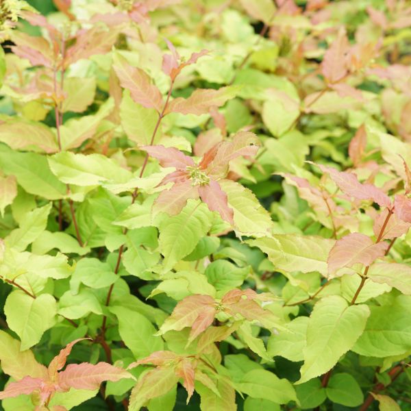 Proven Winners® Kodiak Fresh® Bush Honeysuckle