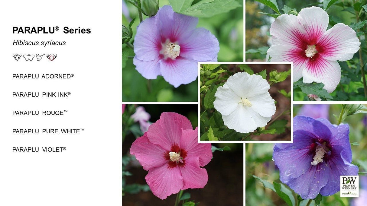 Paraplu Rouge® Rose of Sharon (Hibiscus syriacus 'Minsyrou17') shrub detail, image 9 of 9.