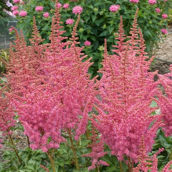 Rise and Shine Astilbe in the sun