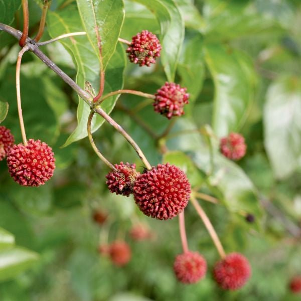 Sugar Shack® Buttonbush