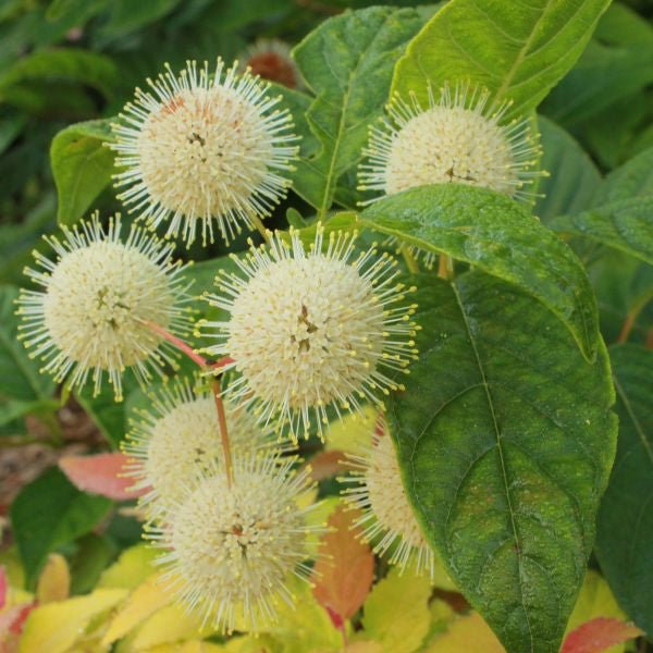 Sugar Shack® Buttonbush