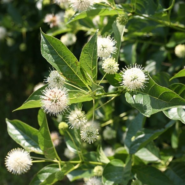 Sugar Shack® Buttonbush