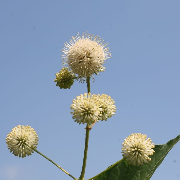 Sugar Shack® Buttonbush