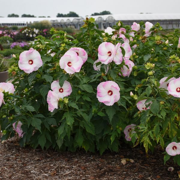 Proven Winners® Summerific® Ballet Slippers Rose of Sharon