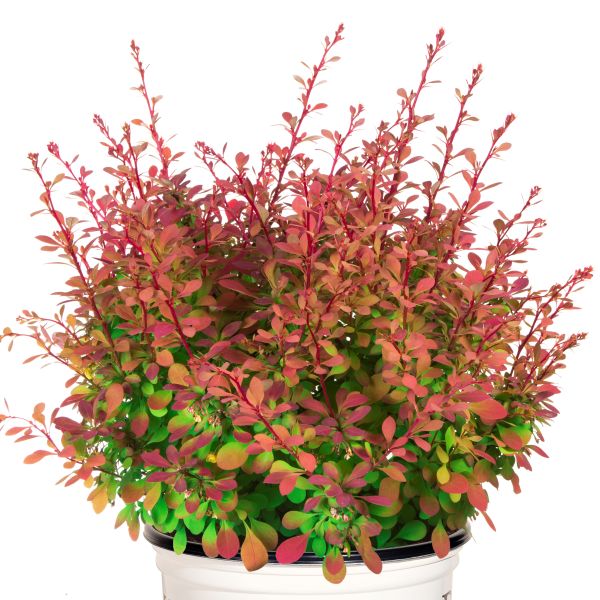 Sunjoy® Cinnamon Barberry