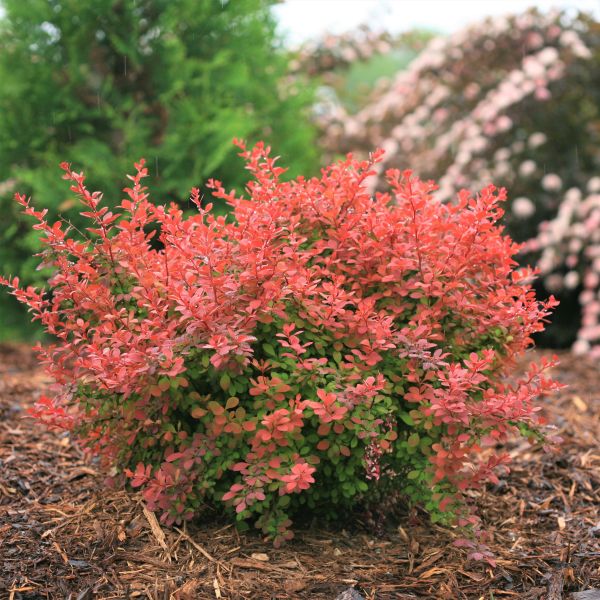 Sunjoy® Cinnamon Barberry
