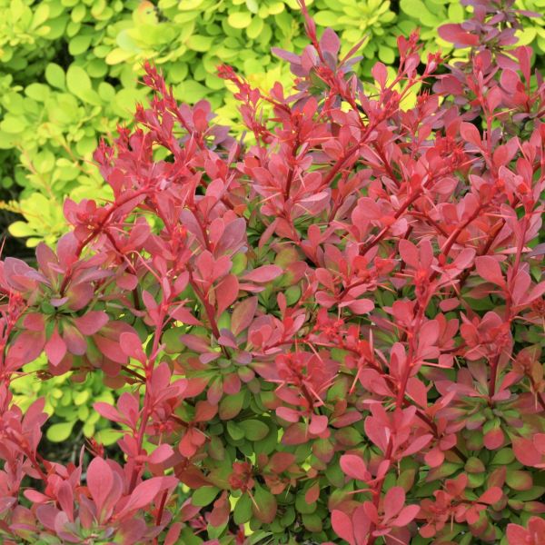 Sunjoy® Cinnamon Barberry
