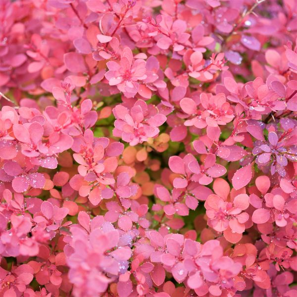 Sunjoy® Cinnamon Barberry