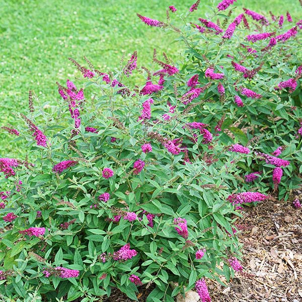 Proven Winners® ColorChoice® Lo & Behold® Ruby Chip® Butterfly Bush - Nature Hills Nursery - #3 Container -